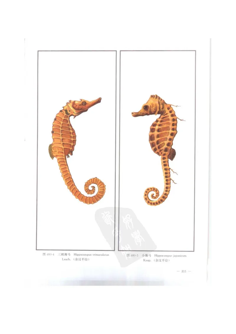 中国本草彩色图鉴（常用中药篇）（下卷）（钱信忠）_绝版书_天涯系列_t涯_绝版古籍电子书合集（13大类）_医书类_中国本草彩色图鉴（常用中药篇）_3册