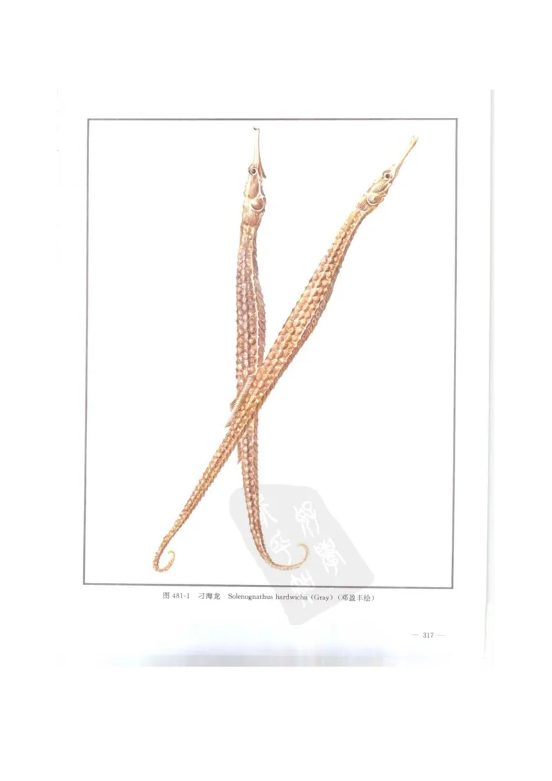 中国本草彩色图鉴（常用中药篇）（下卷）（钱信忠）_绝版书_天涯系列_t涯_绝版古籍电子书合集（13大类）_医书类_中国本草彩色图鉴（常用中药篇）_3册