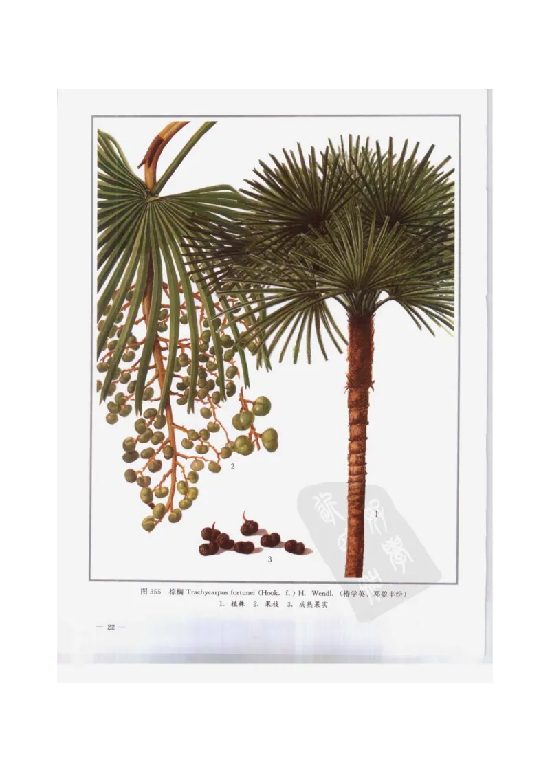 中国本草彩色图鉴（常用中药篇）（下卷）（钱信忠）_绝版书_天涯系列_t涯_绝版古籍电子书合集（13大类）_医书类_中国本草彩色图鉴（常用中药篇）_3册