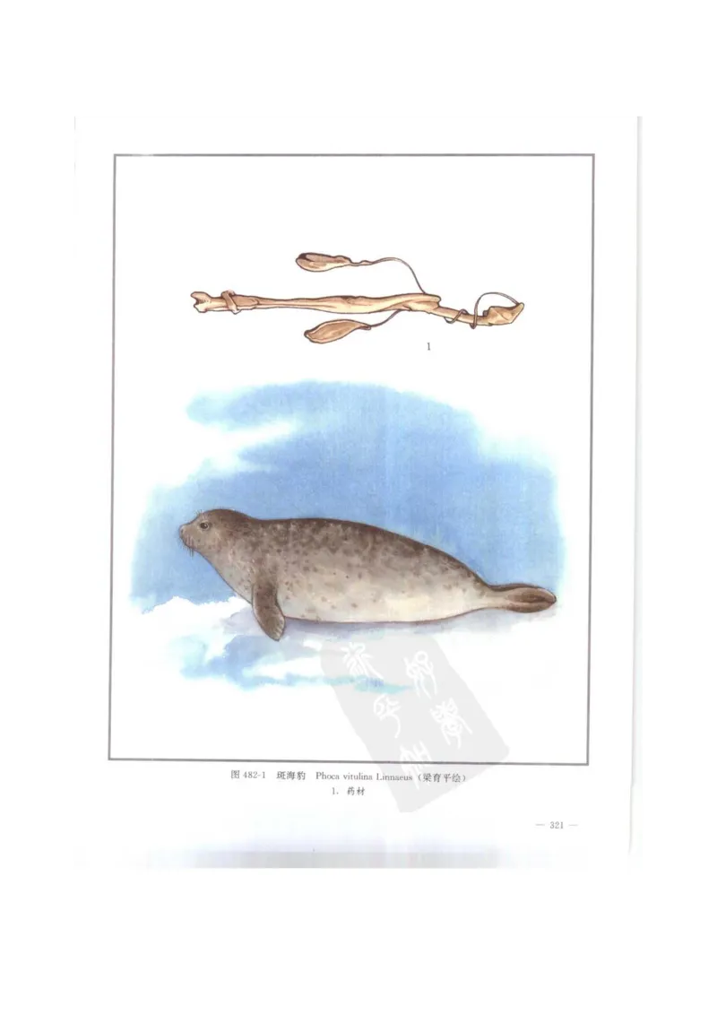 中国本草彩色图鉴（常用中药篇）（下卷）（钱信忠）_绝版书_天涯系列_t涯_绝版古籍电子书合集（13大类）_医书类_中国本草彩色图鉴（常用中药篇）_3册