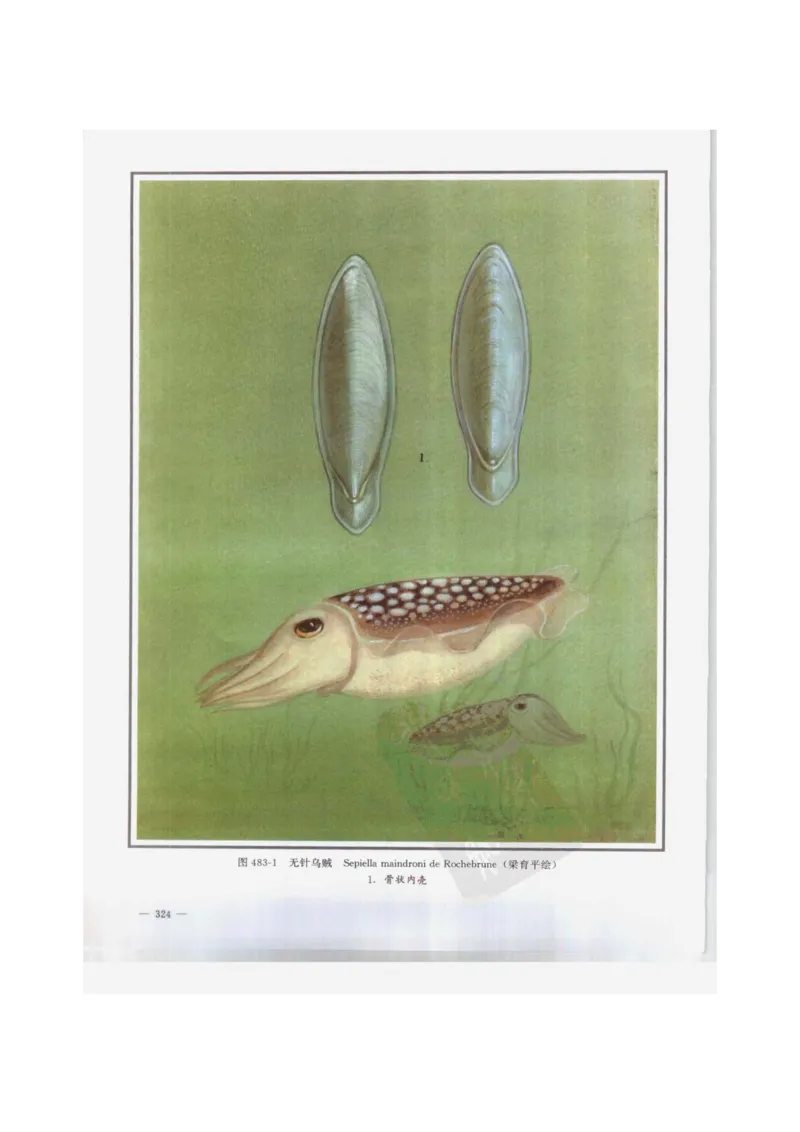 中国本草彩色图鉴（常用中药篇）（下卷）（钱信忠）_绝版书_天涯系列_t涯_绝版古籍电子书合集（13大类）_医书类_中国本草彩色图鉴（常用中药篇）_3册