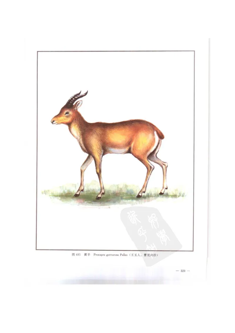 中国本草彩色图鉴（常用中药篇）（下卷）（钱信忠）_绝版书_天涯系列_t涯_绝版古籍电子书合集（13大类）_医书类_中国本草彩色图鉴（常用中药篇）_3册