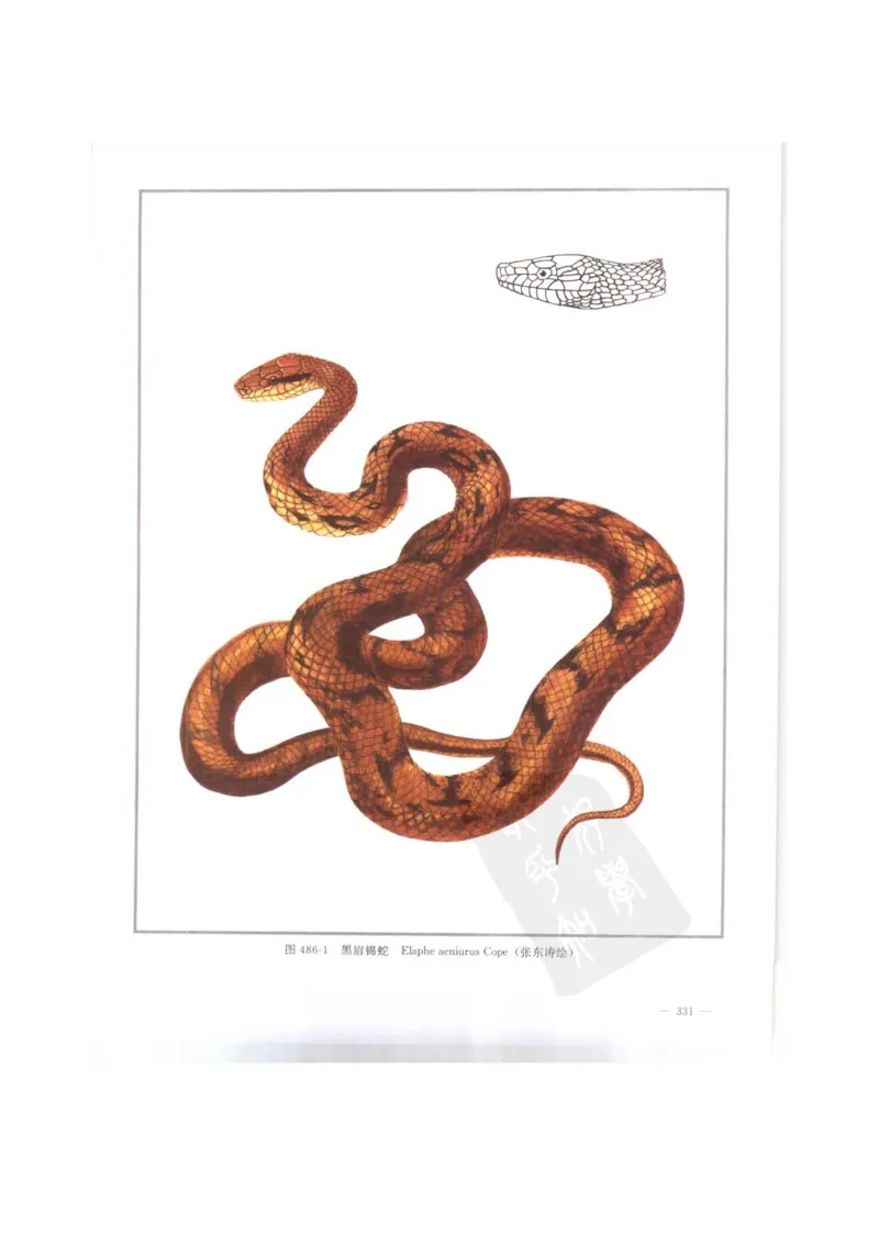 中国本草彩色图鉴（常用中药篇）（下卷）（钱信忠）_绝版书_天涯系列_t涯_绝版古籍电子书合集（13大类）_医书类_中国本草彩色图鉴（常用中药篇）_3册