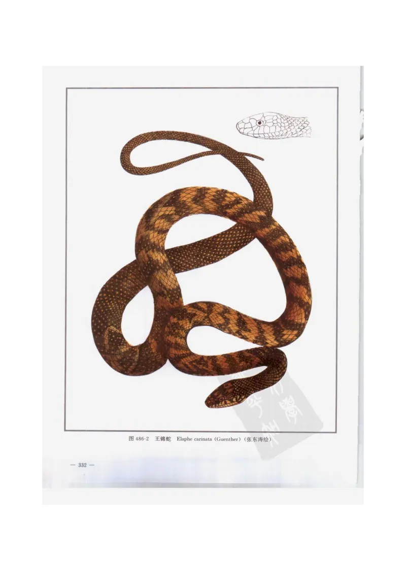 中国本草彩色图鉴（常用中药篇）（下卷）（钱信忠）_绝版书_天涯系列_t涯_绝版古籍电子书合集（13大类）_医书类_中国本草彩色图鉴（常用中药篇）_3册