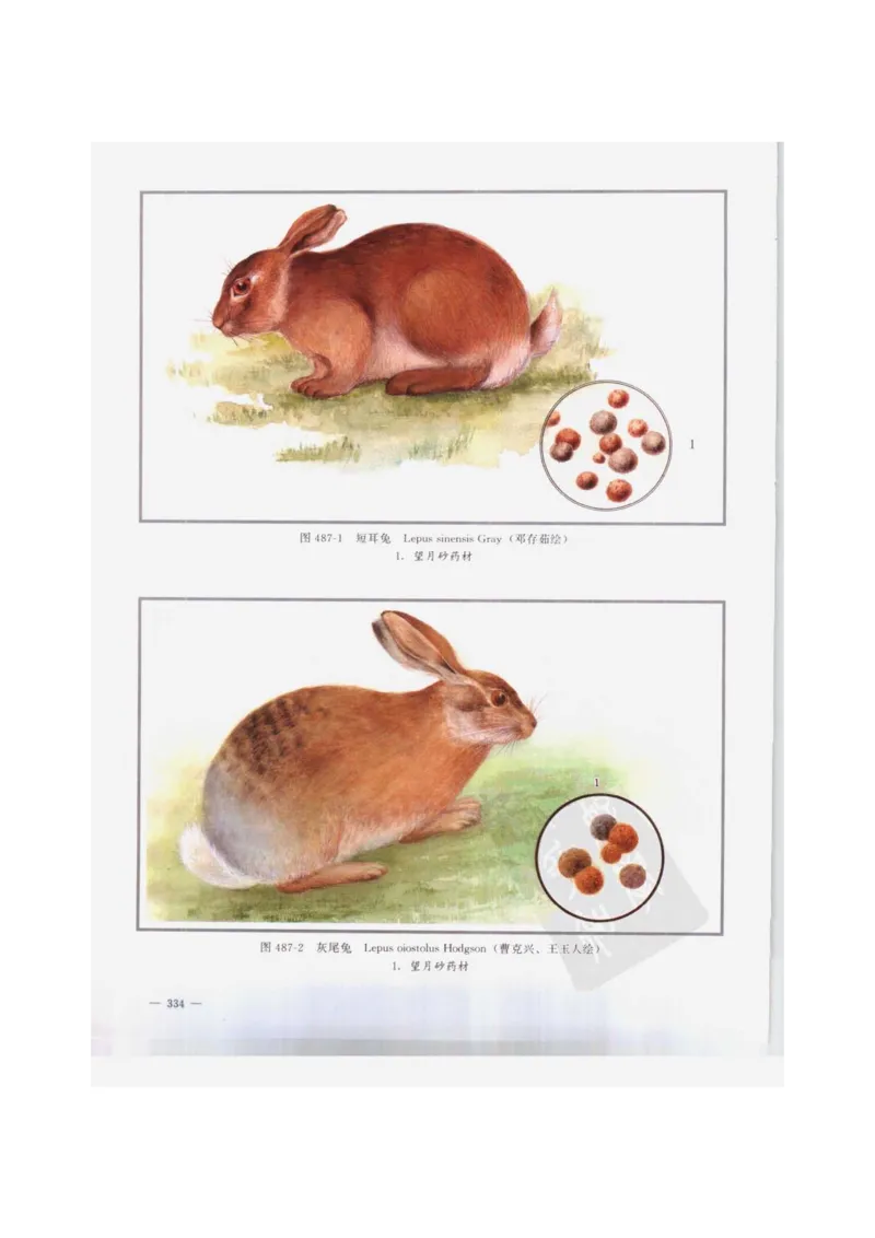 中国本草彩色图鉴（常用中药篇）（下卷）（钱信忠）_绝版书_天涯系列_t涯_绝版古籍电子书合集（13大类）_医书类_中国本草彩色图鉴（常用中药篇）_3册