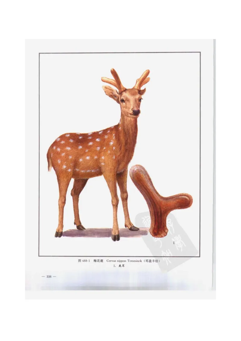 中国本草彩色图鉴（常用中药篇）（下卷）（钱信忠）_绝版书_天涯系列_t涯_绝版古籍电子书合集（13大类）_医书类_中国本草彩色图鉴（常用中药篇）_3册