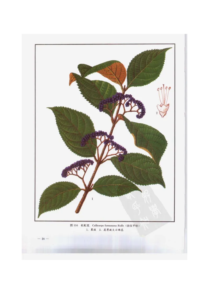 中国本草彩色图鉴（常用中药篇）（下卷）（钱信忠）_绝版书_天涯系列_t涯_绝版古籍电子书合集（13大类）_医书类_中国本草彩色图鉴（常用中药篇）_3册