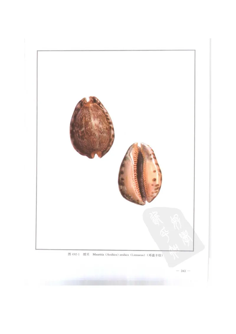 中国本草彩色图鉴（常用中药篇）（下卷）（钱信忠）_绝版书_天涯系列_t涯_绝版古籍电子书合集（13大类）_医书类_中国本草彩色图鉴（常用中药篇）_3册