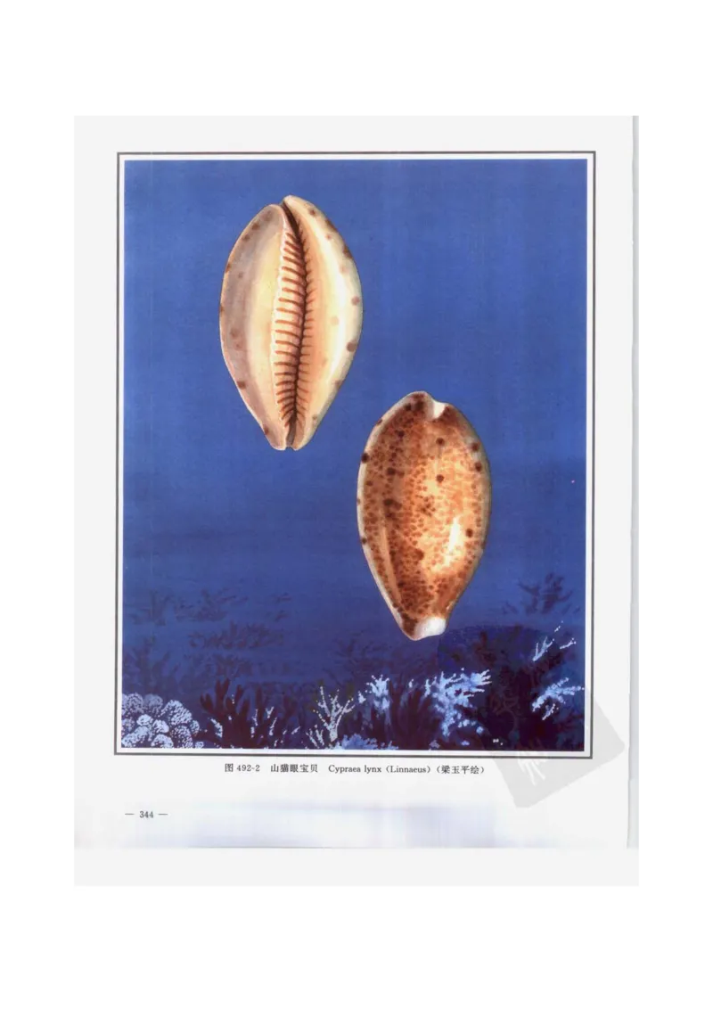 中国本草彩色图鉴（常用中药篇）（下卷）（钱信忠）_绝版书_天涯系列_t涯_绝版古籍电子书合集（13大类）_医书类_中国本草彩色图鉴（常用中药篇）_3册