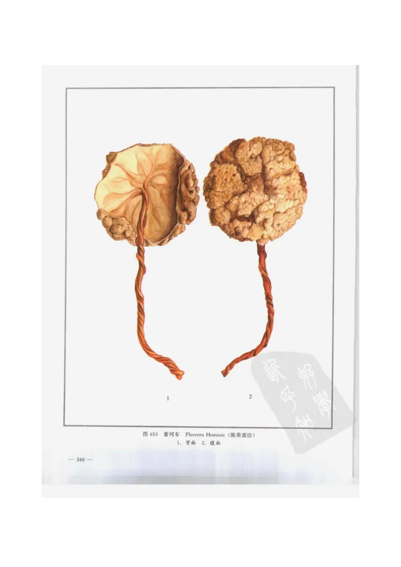 中国本草彩色图鉴（常用中药篇）（下卷）（钱信忠）_绝版书_天涯系列_t涯_绝版古籍电子书合集（13大类）_医书类_中国本草彩色图鉴（常用中药篇）_3册