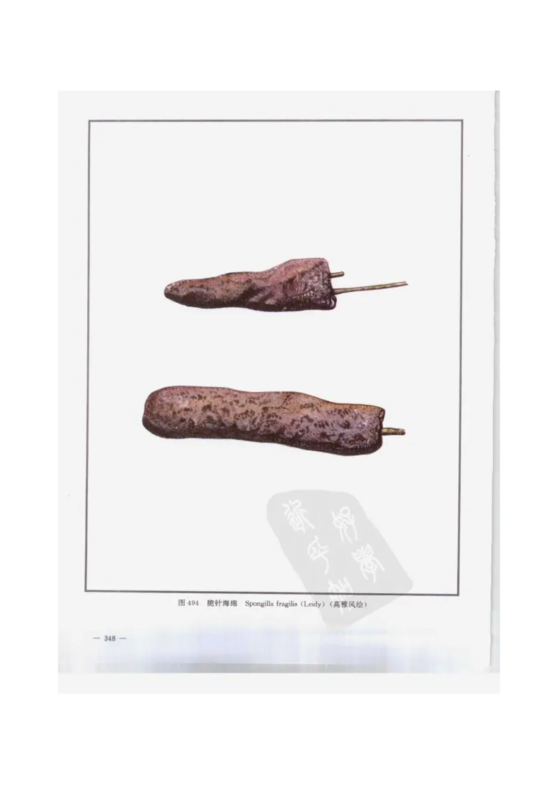 中国本草彩色图鉴（常用中药篇）（下卷）（钱信忠）_绝版书_天涯系列_t涯_绝版古籍电子书合集（13大类）_医书类_中国本草彩色图鉴（常用中药篇）_3册