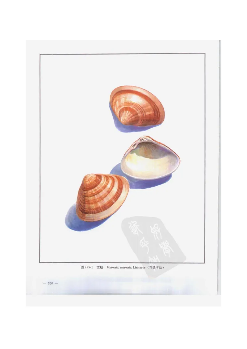 中国本草彩色图鉴（常用中药篇）（下卷）（钱信忠）_绝版书_天涯系列_t涯_绝版古籍电子书合集（13大类）_医书类_中国本草彩色图鉴（常用中药篇）_3册