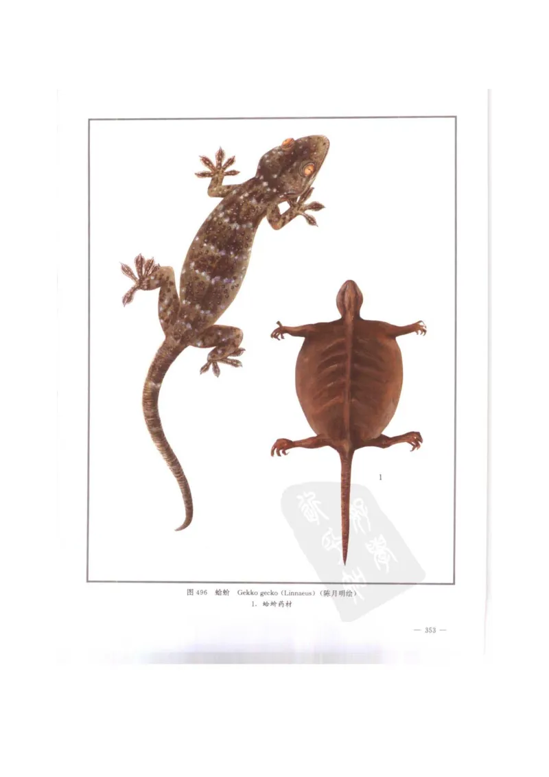 中国本草彩色图鉴（常用中药篇）（下卷）（钱信忠）_绝版书_天涯系列_t涯_绝版古籍电子书合集（13大类）_医书类_中国本草彩色图鉴（常用中药篇）_3册