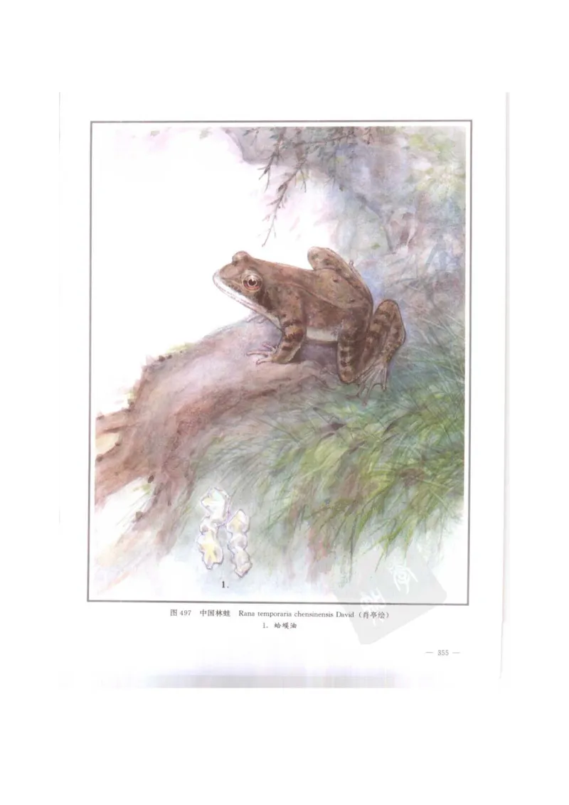 中国本草彩色图鉴（常用中药篇）（下卷）（钱信忠）_绝版书_天涯系列_t涯_绝版古籍电子书合集（13大类）_医书类_中国本草彩色图鉴（常用中药篇）_3册