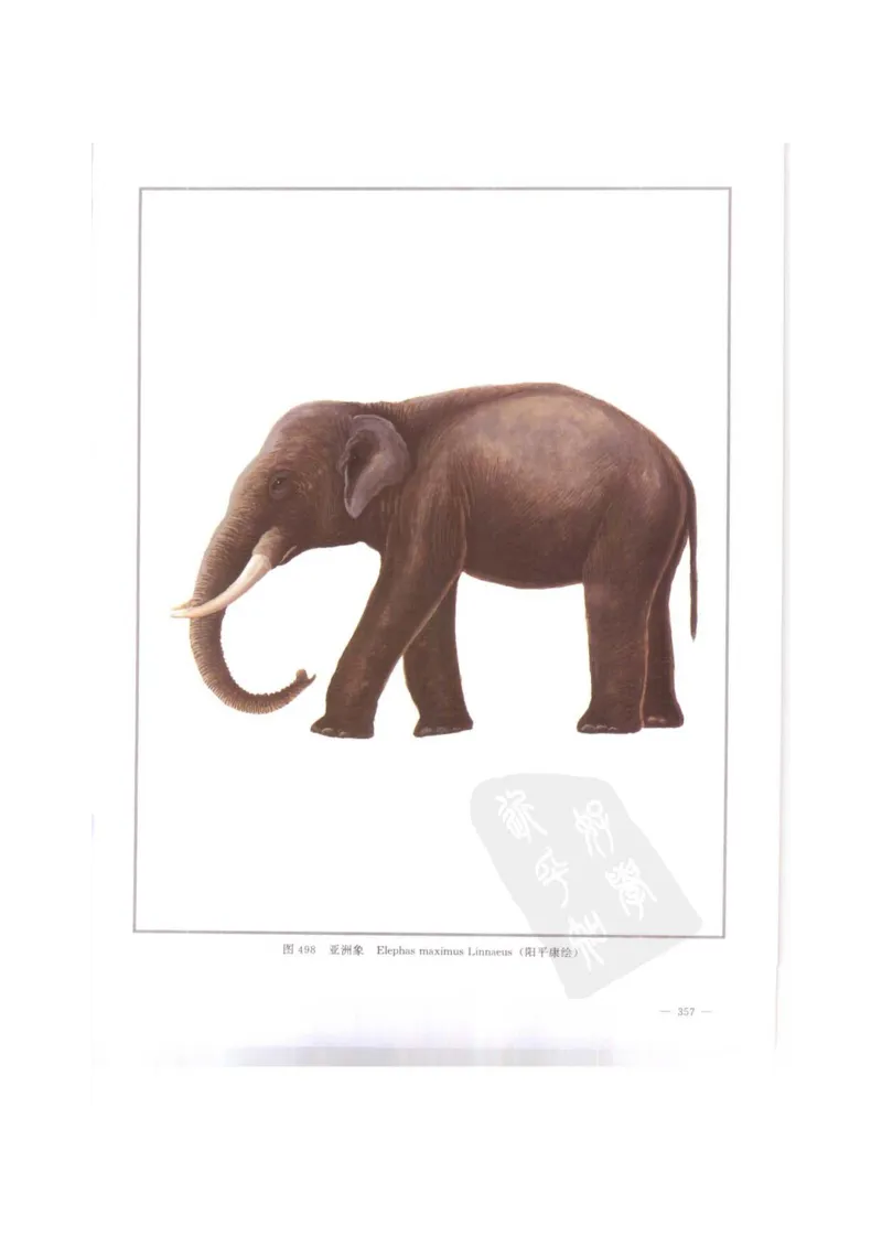 中国本草彩色图鉴（常用中药篇）（下卷）（钱信忠）_绝版书_天涯系列_t涯_绝版古籍电子书合集（13大类）_医书类_中国本草彩色图鉴（常用中药篇）_3册