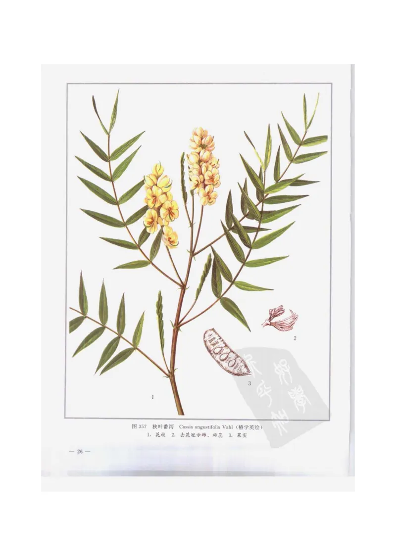 中国本草彩色图鉴（常用中药篇）（下卷）（钱信忠）_绝版书_天涯系列_t涯_绝版古籍电子书合集（13大类）_医书类_中国本草彩色图鉴（常用中药篇）_3册