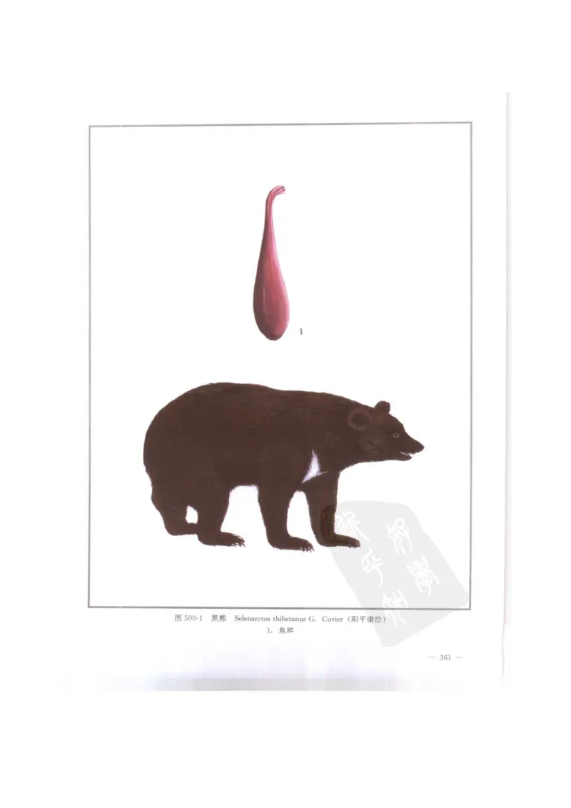 中国本草彩色图鉴（常用中药篇）（下卷）（钱信忠）_绝版书_天涯系列_t涯_绝版古籍电子书合集（13大类）_医书类_中国本草彩色图鉴（常用中药篇）_3册