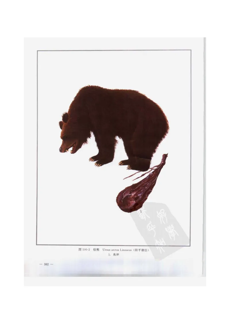 中国本草彩色图鉴（常用中药篇）（下卷）（钱信忠）_绝版书_天涯系列_t涯_绝版古籍电子书合集（13大类）_医书类_中国本草彩色图鉴（常用中药篇）_3册