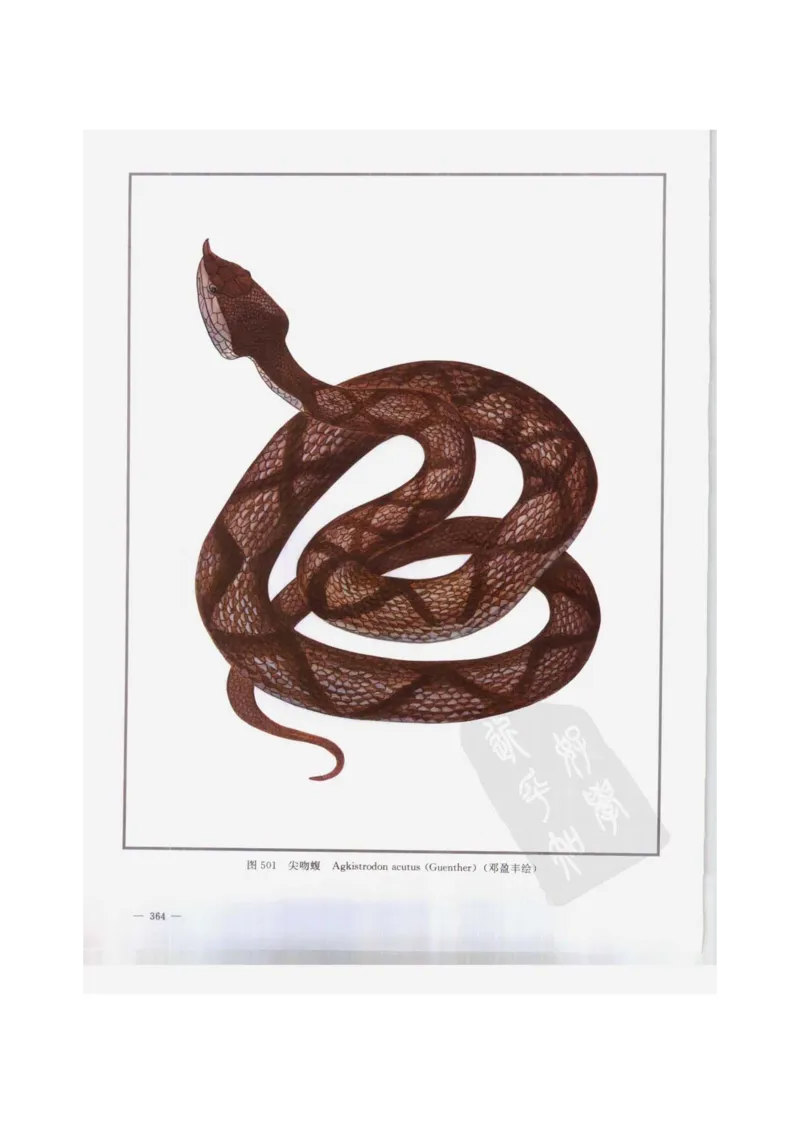 中国本草彩色图鉴（常用中药篇）（下卷）（钱信忠）_绝版书_天涯系列_t涯_绝版古籍电子书合集（13大类）_医书类_中国本草彩色图鉴（常用中药篇）_3册