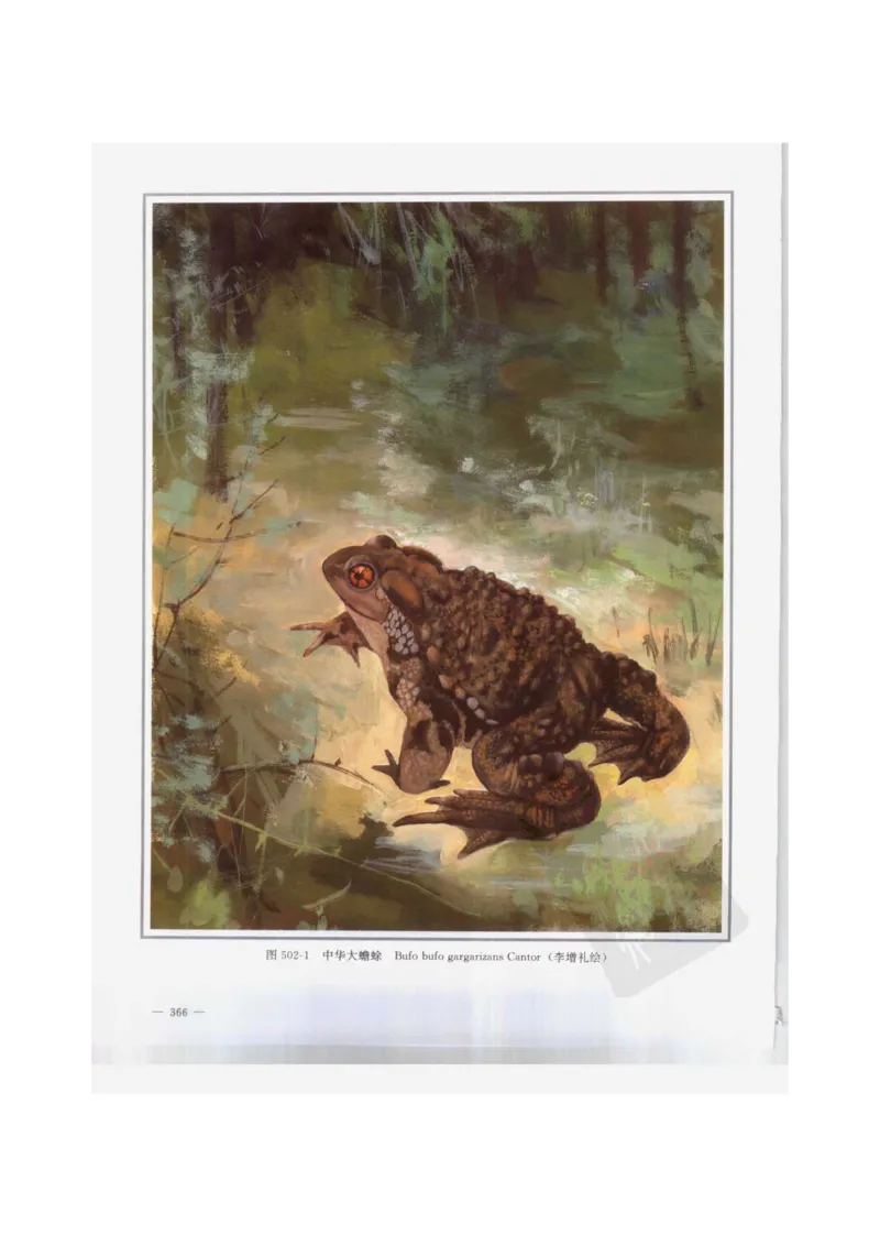 中国本草彩色图鉴（常用中药篇）（下卷）（钱信忠）_绝版书_天涯系列_t涯_绝版古籍电子书合集（13大类）_医书类_中国本草彩色图鉴（常用中药篇）_3册