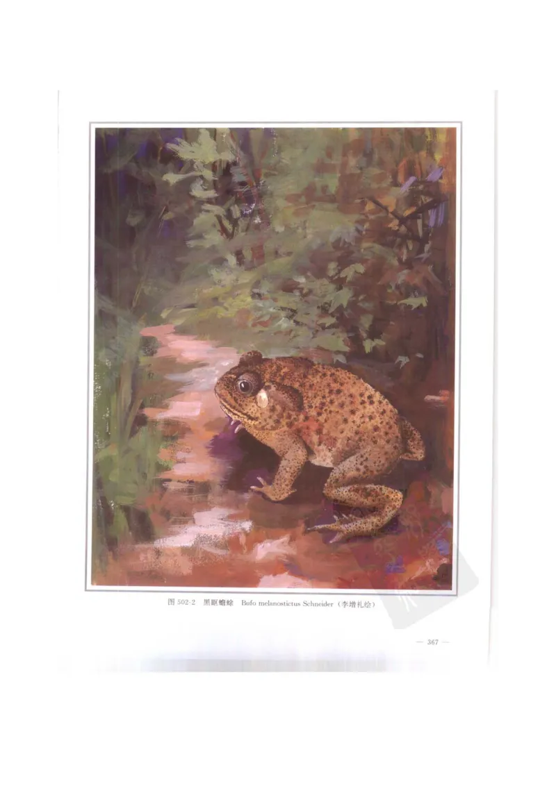 中国本草彩色图鉴（常用中药篇）（下卷）（钱信忠）_绝版书_天涯系列_t涯_绝版古籍电子书合集（13大类）_医书类_中国本草彩色图鉴（常用中药篇）_3册