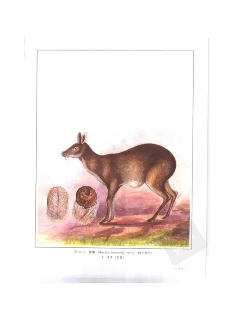 中国本草彩色图鉴（常用中药篇）（下卷）（钱信忠）_绝版书_天涯系列_t涯_绝版古籍电子书合集（13大类）_医书类_中国本草彩色图鉴（常用中药篇）_3册