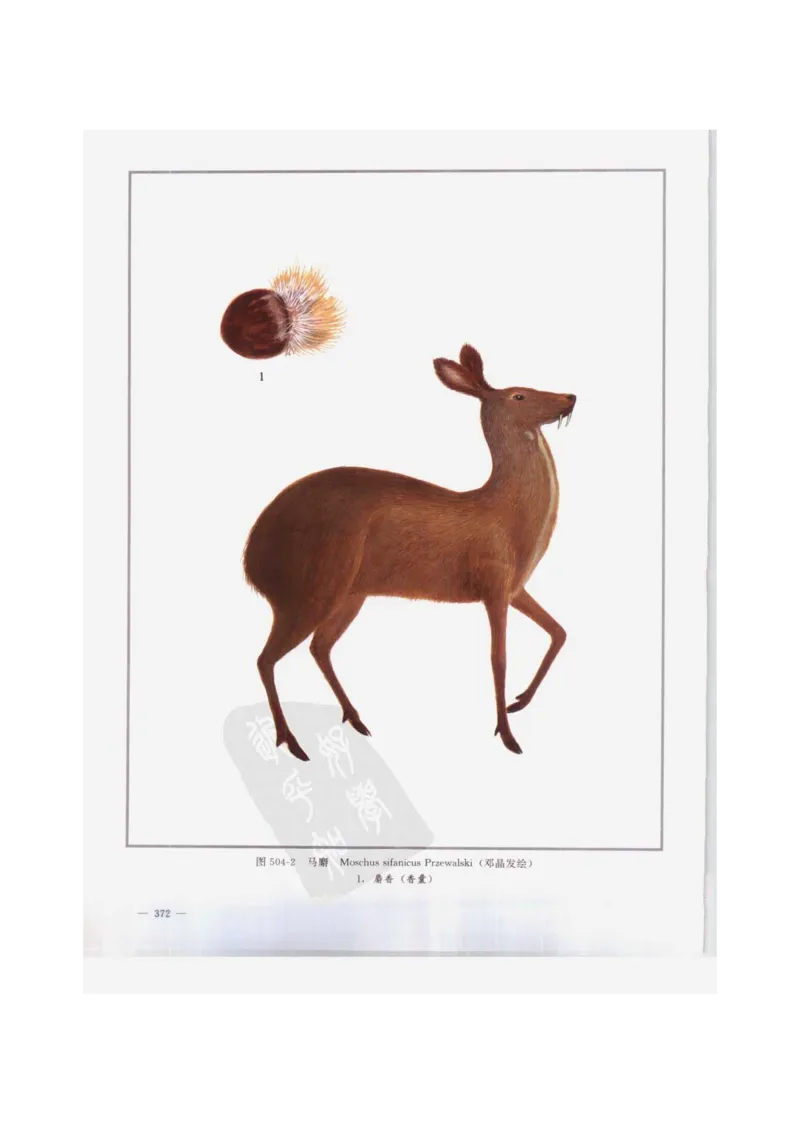 中国本草彩色图鉴（常用中药篇）（下卷）（钱信忠）_绝版书_天涯系列_t涯_绝版古籍电子书合集（13大类）_医书类_中国本草彩色图鉴（常用中药篇）_3册