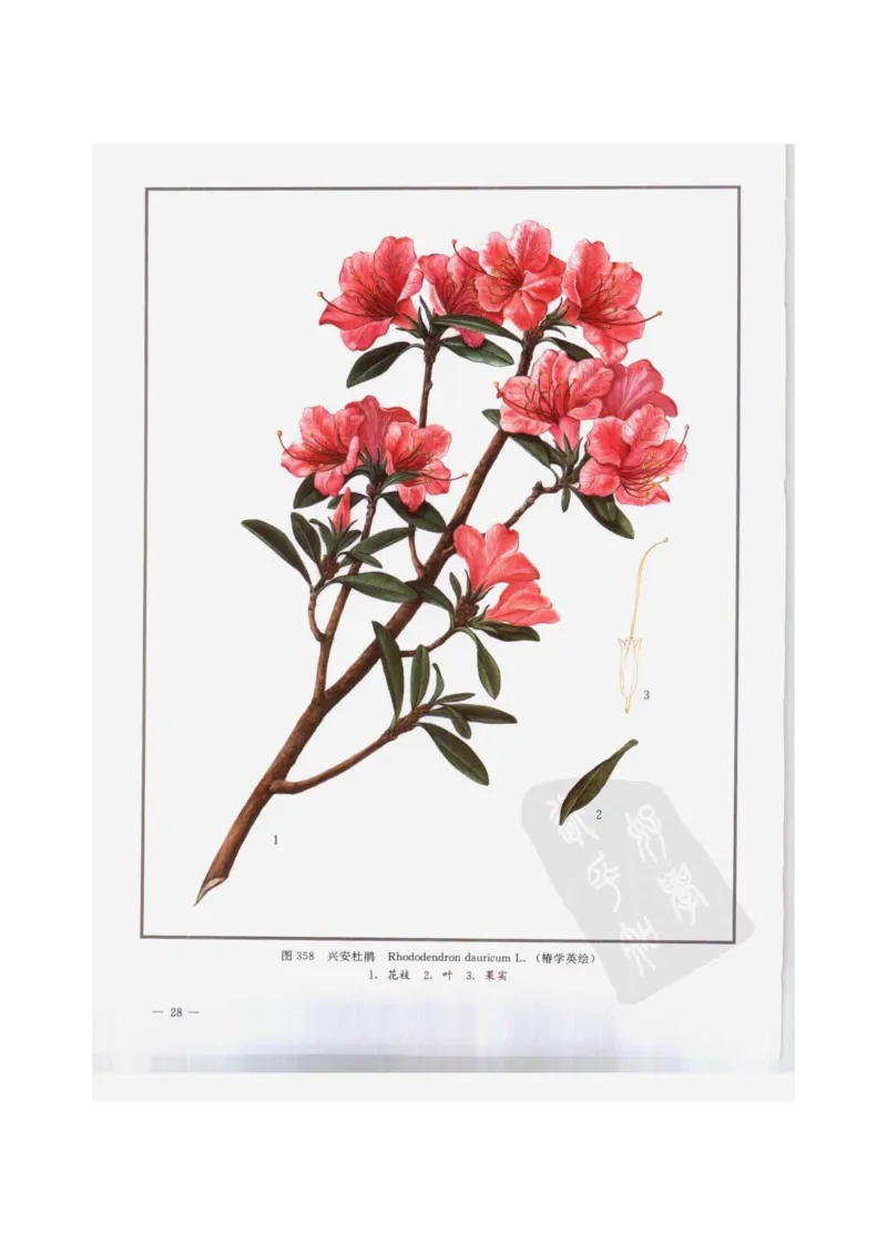 中国本草彩色图鉴（常用中药篇）（下卷）（钱信忠）_绝版书_天涯系列_t涯_绝版古籍电子书合集（13大类）_医书类_中国本草彩色图鉴（常用中药篇）_3册