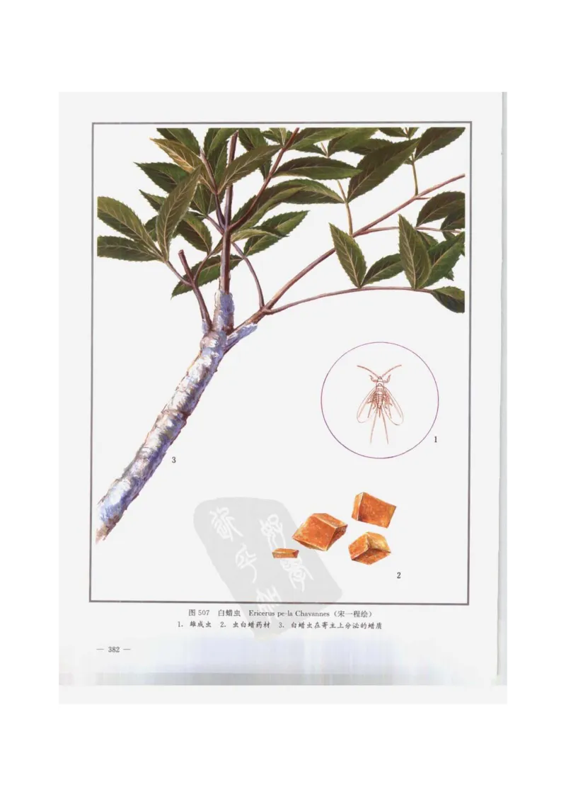 中国本草彩色图鉴（常用中药篇）（下卷）（钱信忠）_绝版书_天涯系列_t涯_绝版古籍电子书合集（13大类）_医书类_中国本草彩色图鉴（常用中药篇）_3册