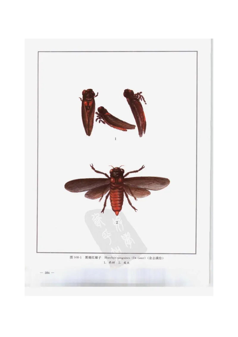 中国本草彩色图鉴（常用中药篇）（下卷）（钱信忠）_绝版书_天涯系列_t涯_绝版古籍电子书合集（13大类）_医书类_中国本草彩色图鉴（常用中药篇）_3册