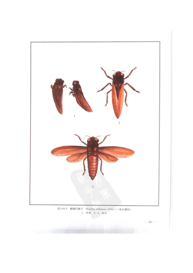 中国本草彩色图鉴（常用中药篇）（下卷）（钱信忠）_绝版书_天涯系列_t涯_绝版古籍电子书合集（13大类）_医书类_中国本草彩色图鉴（常用中药篇）_3册