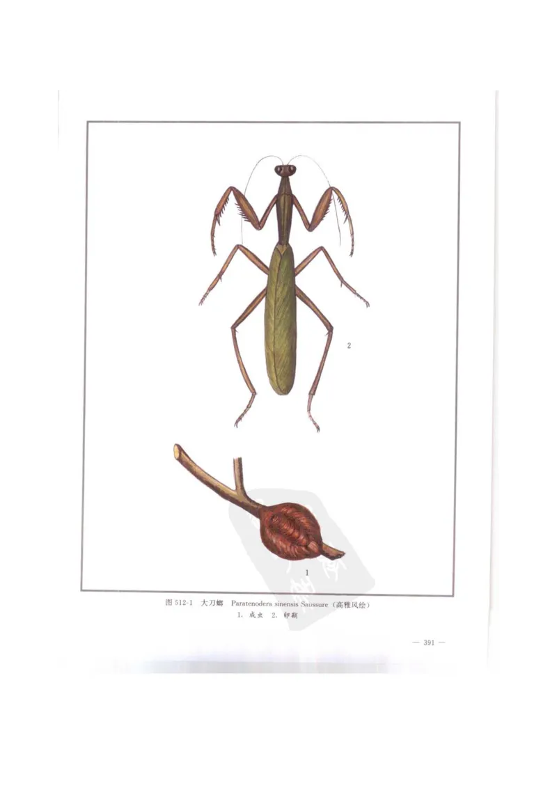 中国本草彩色图鉴（常用中药篇）（下卷）（钱信忠）_绝版书_天涯系列_t涯_绝版古籍电子书合集（13大类）_医书类_中国本草彩色图鉴（常用中药篇）_3册