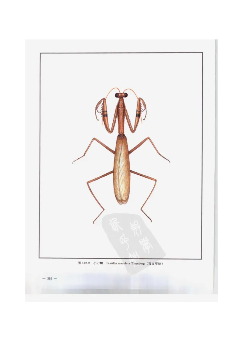 中国本草彩色图鉴（常用中药篇）（下卷）（钱信忠）_绝版书_天涯系列_t涯_绝版古籍电子书合集（13大类）_医书类_中国本草彩色图鉴（常用中药篇）_3册