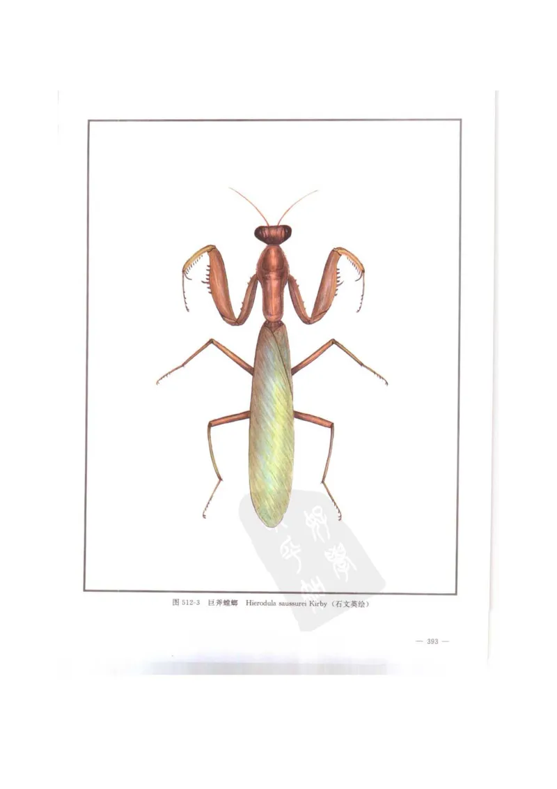 中国本草彩色图鉴（常用中药篇）（下卷）（钱信忠）_绝版书_天涯系列_t涯_绝版古籍电子书合集（13大类）_医书类_中国本草彩色图鉴（常用中药篇）_3册