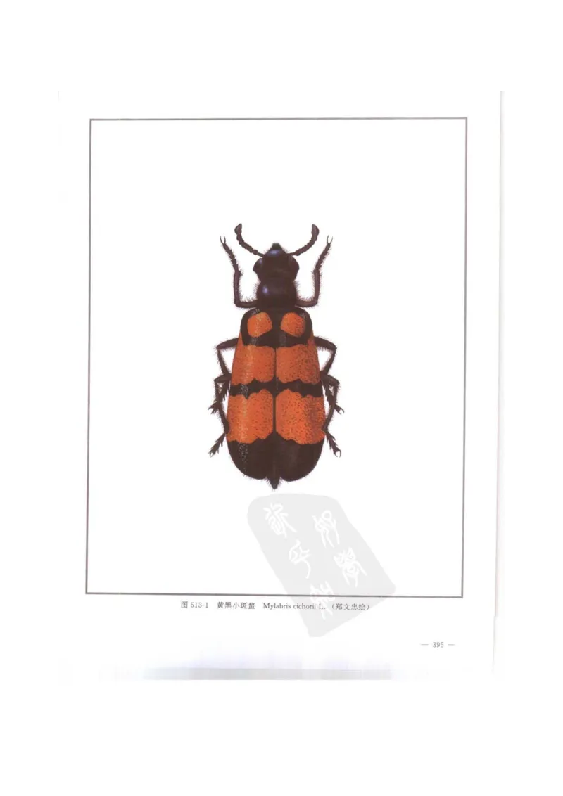 中国本草彩色图鉴（常用中药篇）（下卷）（钱信忠）_绝版书_天涯系列_t涯_绝版古籍电子书合集（13大类）_医书类_中国本草彩色图鉴（常用中药篇）_3册