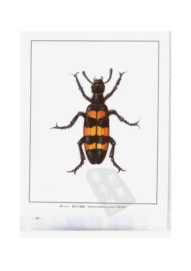 中国本草彩色图鉴（常用中药篇）（下卷）（钱信忠）_绝版书_天涯系列_t涯_绝版古籍电子书合集（13大类）_医书类_中国本草彩色图鉴（常用中药篇）_3册