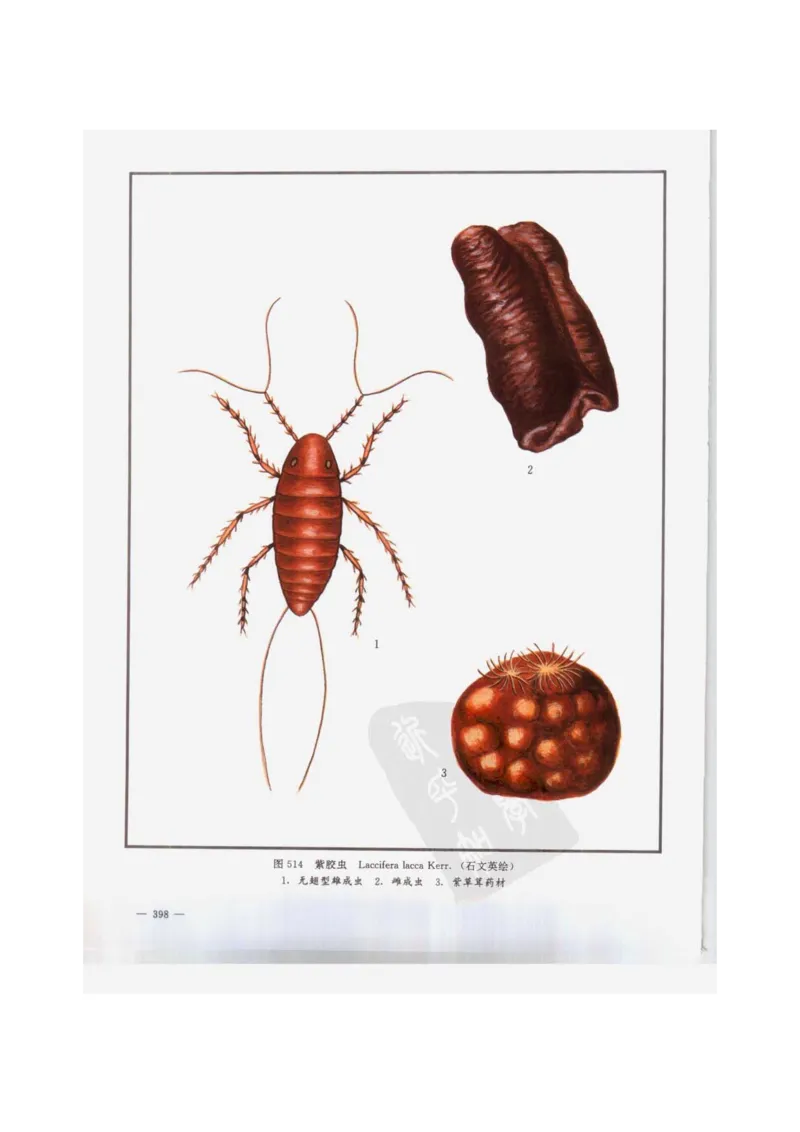 中国本草彩色图鉴（常用中药篇）（下卷）（钱信忠）_绝版书_天涯系列_t涯_绝版古籍电子书合集（13大类）_医书类_中国本草彩色图鉴（常用中药篇）_3册