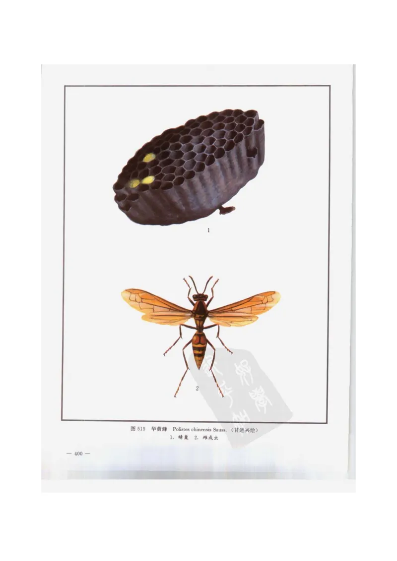 中国本草彩色图鉴（常用中药篇）（下卷）（钱信忠）_绝版书_天涯系列_t涯_绝版古籍电子书合集（13大类）_医书类_中国本草彩色图鉴（常用中药篇）_3册