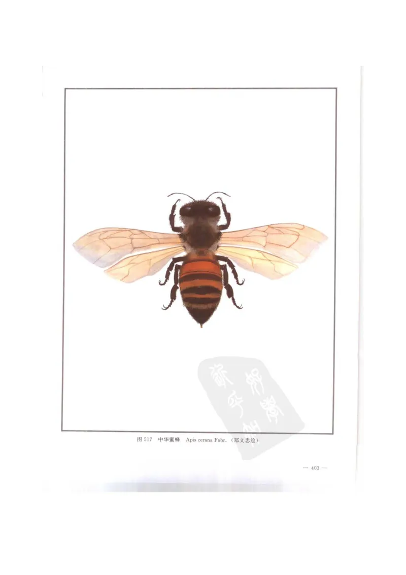 中国本草彩色图鉴（常用中药篇）（下卷）（钱信忠）_绝版书_天涯系列_t涯_绝版古籍电子书合集（13大类）_医书类_中国本草彩色图鉴（常用中药篇）_3册