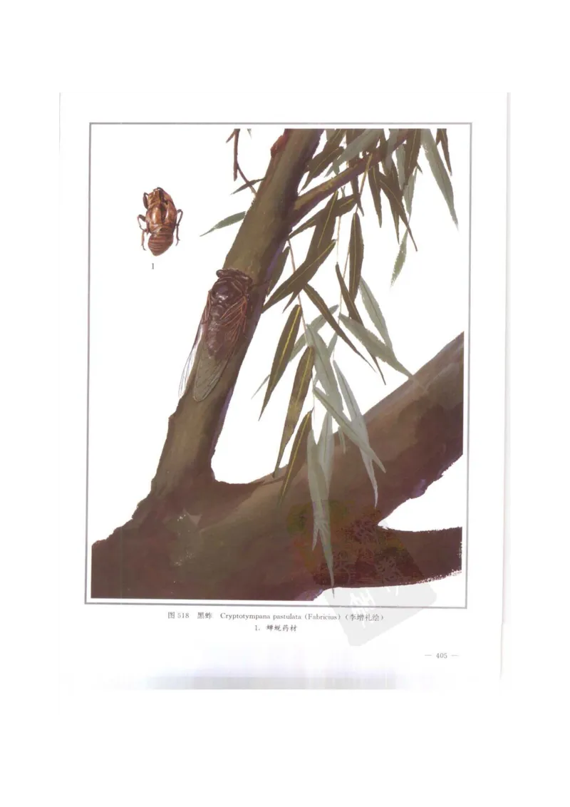 中国本草彩色图鉴（常用中药篇）（下卷）（钱信忠）_绝版书_天涯系列_t涯_绝版古籍电子书合集（13大类）_医书类_中国本草彩色图鉴（常用中药篇）_3册