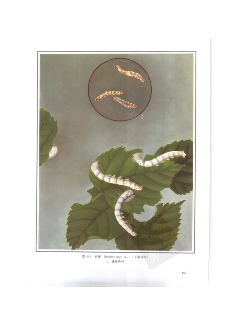 中国本草彩色图鉴（常用中药篇）（下卷）（钱信忠）_绝版书_天涯系列_t涯_绝版古籍电子书合集（13大类）_医书类_中国本草彩色图鉴（常用中药篇）_3册