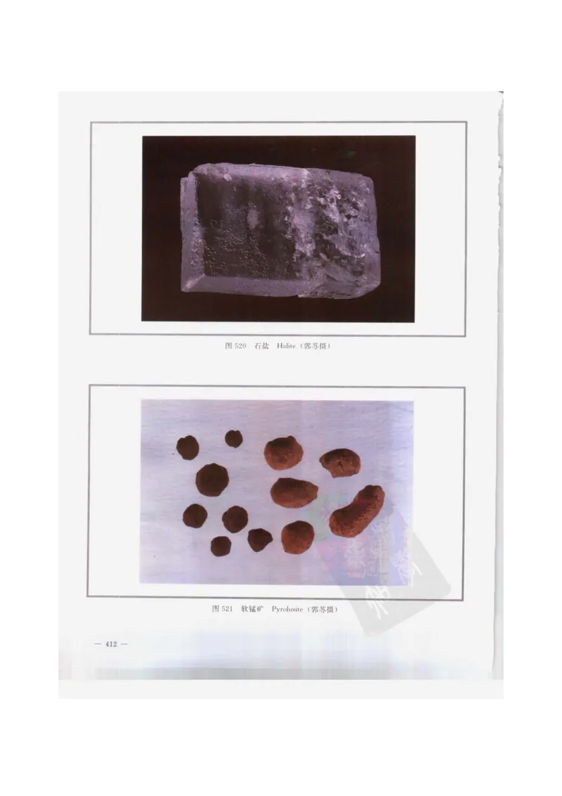 中国本草彩色图鉴（常用中药篇）（下卷）（钱信忠）_绝版书_天涯系列_t涯_绝版古籍电子书合集（13大类）_医书类_中国本草彩色图鉴（常用中药篇）_3册