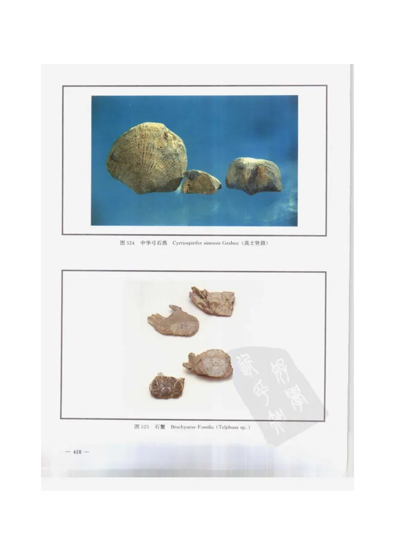 中国本草彩色图鉴（常用中药篇）（下卷）（钱信忠）_绝版书_天涯系列_t涯_绝版古籍电子书合集（13大类）_医书类_中国本草彩色图鉴（常用中药篇）_3册