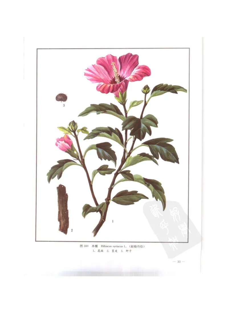 中国本草彩色图鉴（常用中药篇）（下卷）（钱信忠）_绝版书_天涯系列_t涯_绝版古籍电子书合集（13大类）_医书类_中国本草彩色图鉴（常用中药篇）_3册