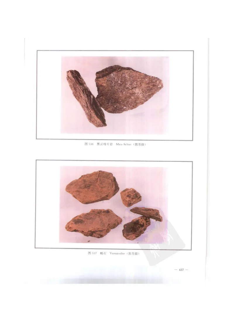 中国本草彩色图鉴（常用中药篇）（下卷）（钱信忠）_绝版书_天涯系列_t涯_绝版古籍电子书合集（13大类）_医书类_中国本草彩色图鉴（常用中药篇）_3册