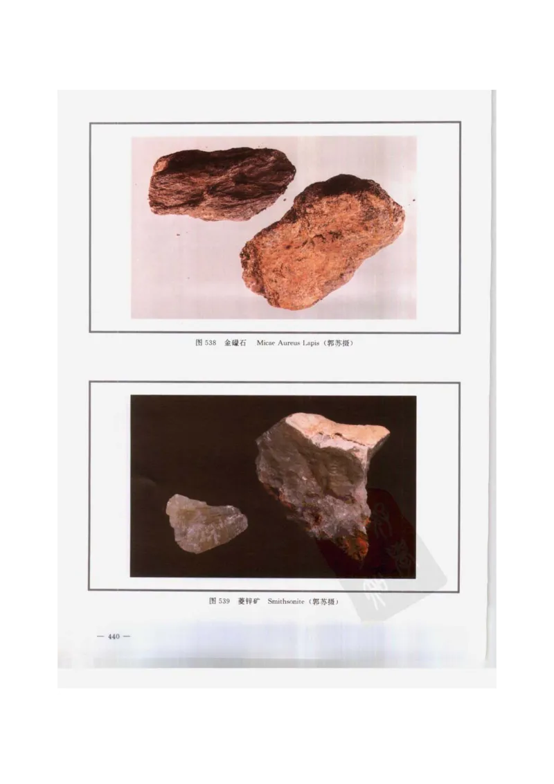 中国本草彩色图鉴（常用中药篇）（下卷）（钱信忠）_绝版书_天涯系列_t涯_绝版古籍电子书合集（13大类）_医书类_中国本草彩色图鉴（常用中药篇）_3册