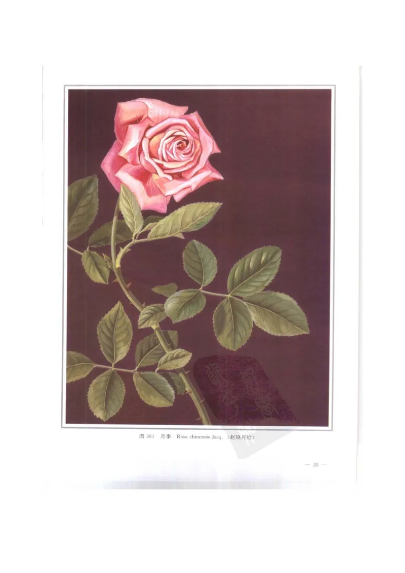 中国本草彩色图鉴（常用中药篇）（下卷）（钱信忠）_绝版书_天涯系列_t涯_绝版古籍电子书合集（13大类）_医书类_中国本草彩色图鉴（常用中药篇）_3册