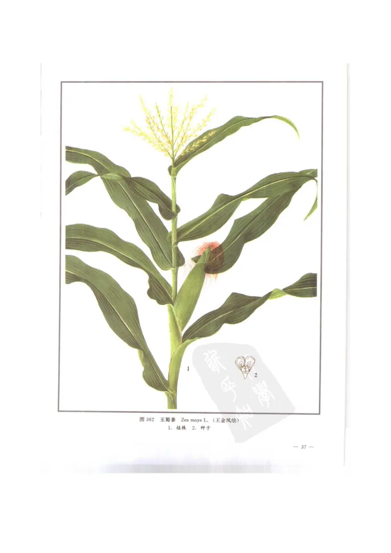 中国本草彩色图鉴（常用中药篇）（下卷）（钱信忠）_绝版书_天涯系列_t涯_绝版古籍电子书合集（13大类）_医书类_中国本草彩色图鉴（常用中药篇）_3册