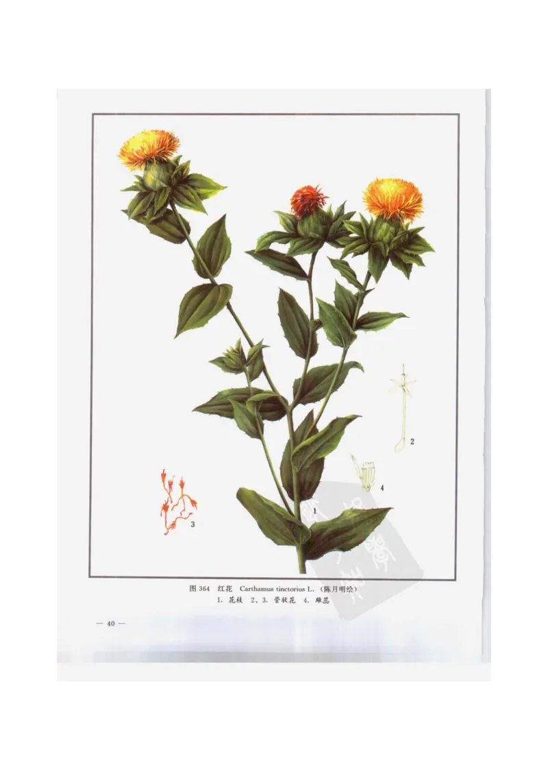 中国本草彩色图鉴（常用中药篇）（下卷）（钱信忠）_绝版书_天涯系列_t涯_绝版古籍电子书合集（13大类）_医书类_中国本草彩色图鉴（常用中药篇）_3册