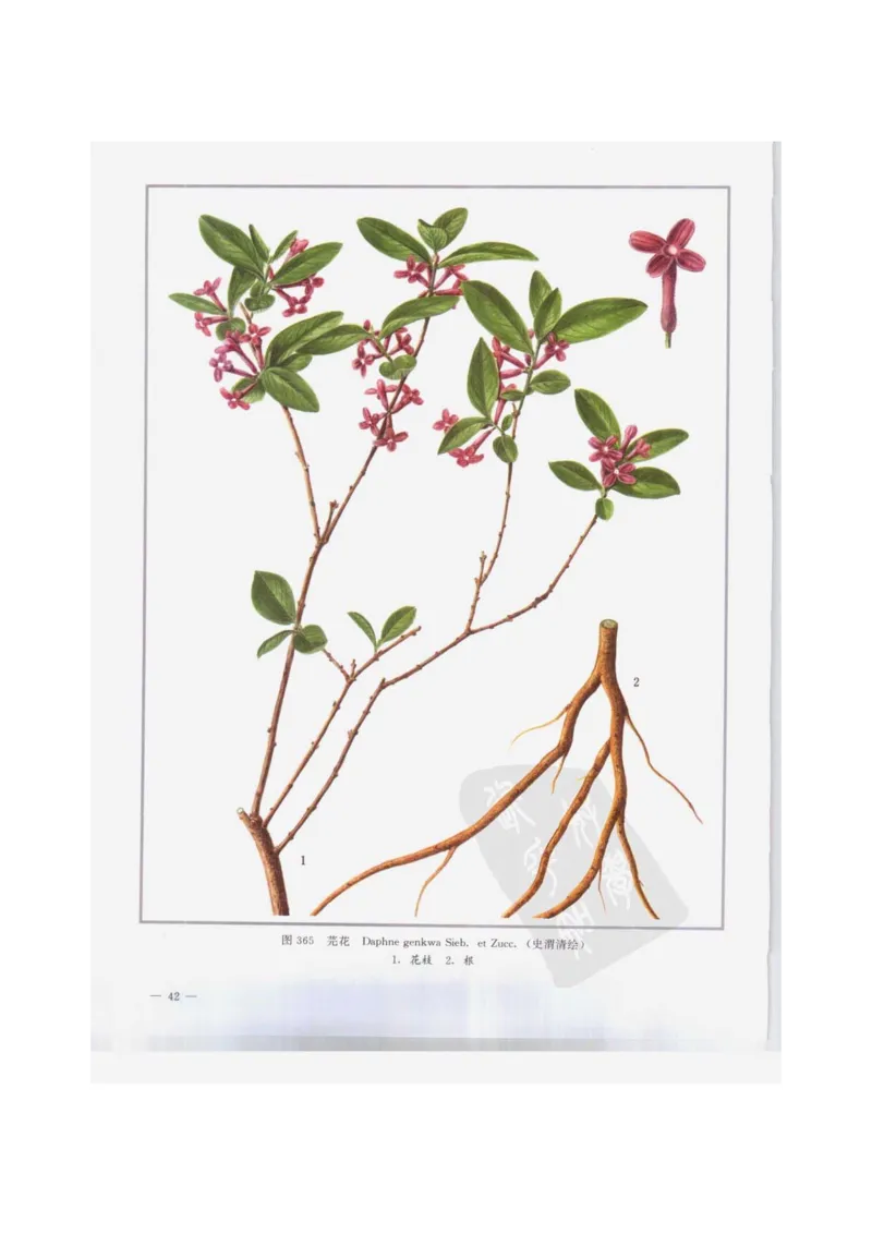 中国本草彩色图鉴（常用中药篇）（下卷）（钱信忠）_绝版书_天涯系列_t涯_绝版古籍电子书合集（13大类）_医书类_中国本草彩色图鉴（常用中药篇）_3册